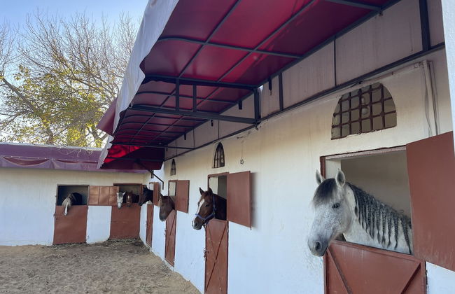 Dar Ichkeul - Foto 19