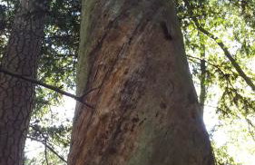 Zielona Mila Dom Wakacyjny - Foto 41