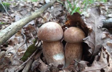 Dom na Kresach Grzybowszczyzna - Photo 36