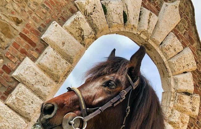 Tenuta I Mandorli - Foto 33