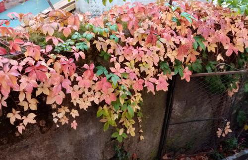 Casa da Judiaria Velha AP - Foto 13