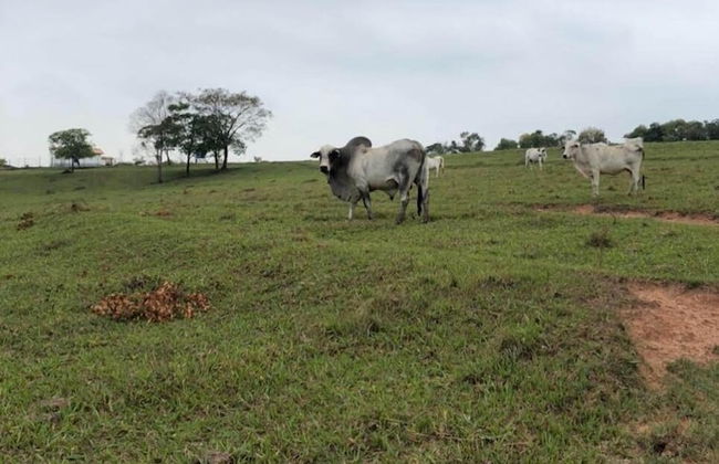 Sítio Refúgio do Alto - Photo 47