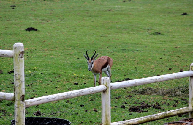 Assegaaibosch Country Lodge - Foto 51