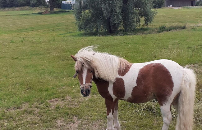 Ferienwohnung mit Garten auf dem Bauernhof - Foto 16