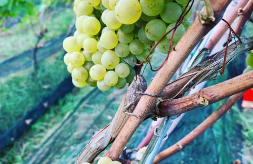 Moar am Ort - Foto 13