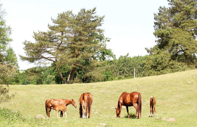 Holiday Home in Lohmen for 4 Person - Photo 27