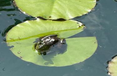 4-Bedroom Chateau in Southern Washington- Luxurious Retreat with Pond & Creek - Foto 50