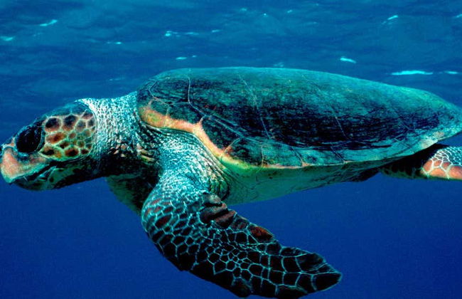 Passeio de barco com fundo de vidro com avistamento de tartarugas - Foto 1