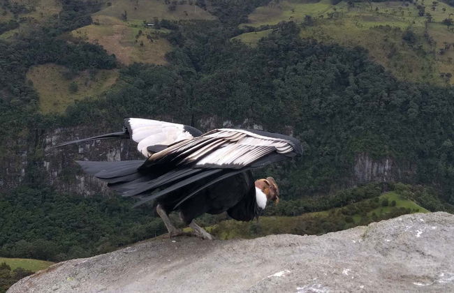 Excursão ao Parque Nacional Puracé + Avistamento do condor andino - Foto 1