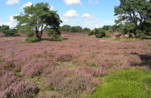 Haus an der Heide - Foto 27