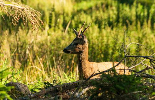 Tannenduft Freudenstadt - Foto 11