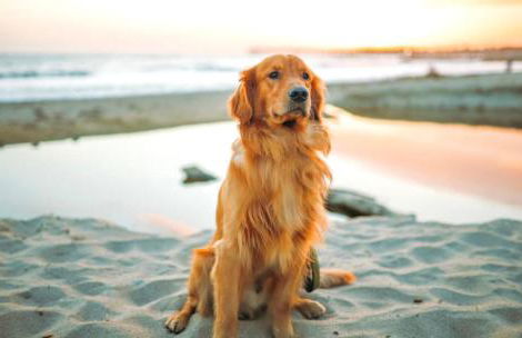 Idyllic Cornish Cottage, Superking bed, private garden dogs welcome - Photo 51