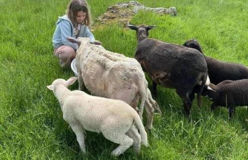 Gîte rustique 6 pers avec cheminée et grand jardin, animaux acceptés - FR-1-496-61 - Foto 30