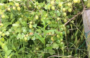 Gîte Le Faucon Pèlerin - Foto 27