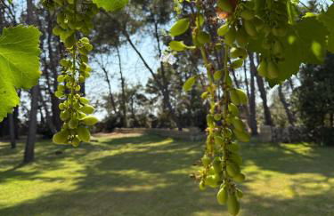 Masseria Frassaniti - Foto 39