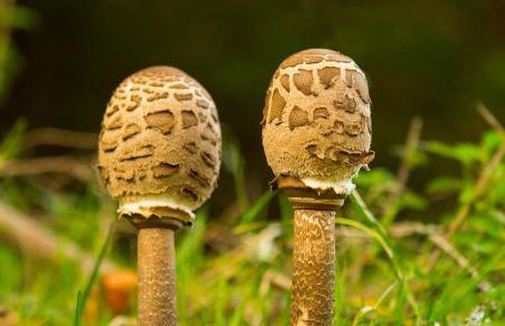 Casa Rural Irugoienea - Foto 40