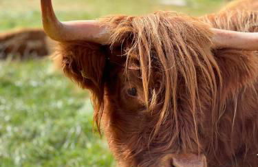 Dream Folgarida vicino alle piste da sci - Photo 15