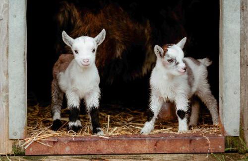 Gardener's Cottage - Ukc3948 - Foto 38