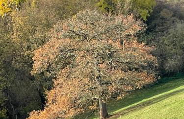 Ferienhaus Vogelsberg - Photo 19