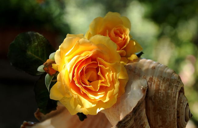 Andros Maisonettes - Foto 24