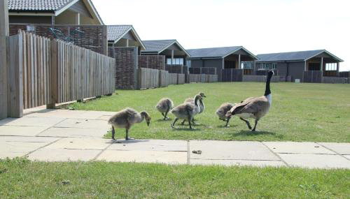 Waterside Lodges Cambridge - Foto 2