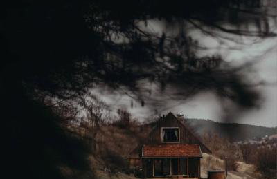 Mech i brzoza - Foto 4