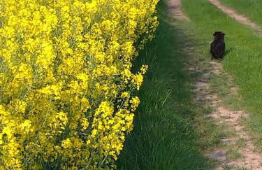 Gite Au Grenier Cosy - Foto 16