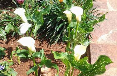 Apartments Mihael and Melani - Foto 55