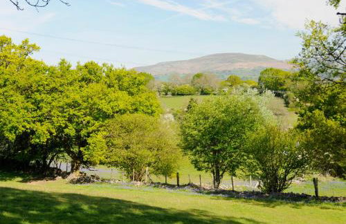 Black Cat Bach - Foto 40