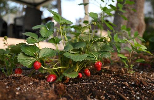 Dimora Dani - Foto 14