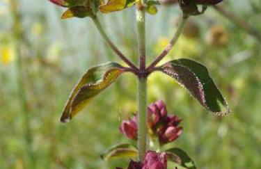 Appartementhaus Löwenzahn - Foto 25