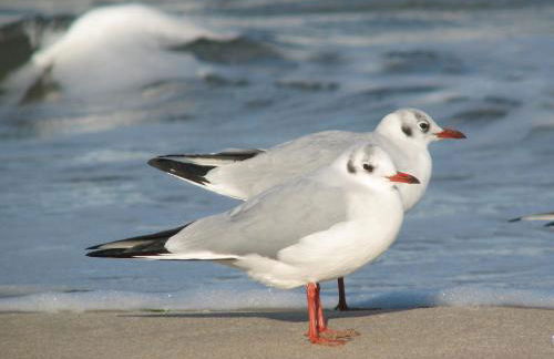 Appartement Meeresrauschen - Foto 30