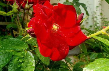 Ferienwohnung Lessing - Foto 10