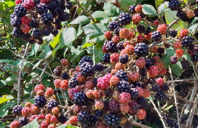 Location Sardinia Borgo Antico XIX - Foto 49