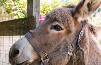 Villa Collina dei Pini - Foto 46