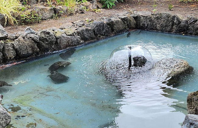 Oasis Hill Botanical Garden - Foto 70