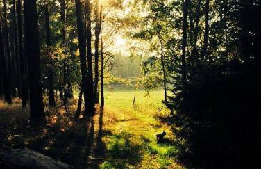 Domek wypoczynkowy w lesie nad jeziorem - Foto 41