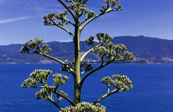 Magnífica Costeira - Foto 59