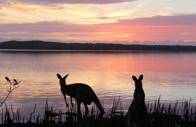 Eumarella Shores Noosa Lake Retreat - Foto 63