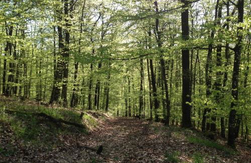 Fewo Vulkaneifel - Foto 27