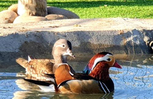 Monte Sossego by Estilo Lusitano, com piscina privada - Foto 41