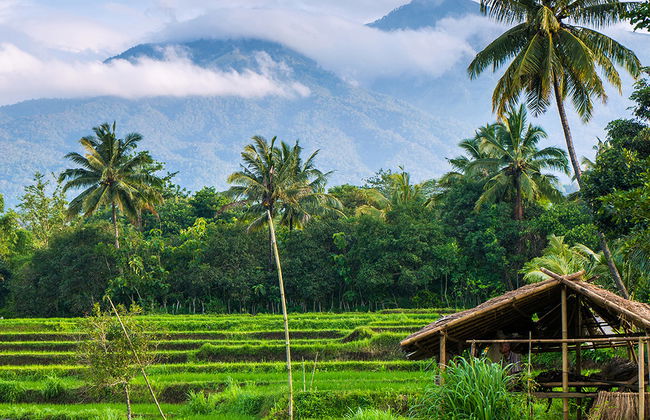 Meio Dia nas Colinas e Terraços de Arroz - Tour Privado - Foto 2