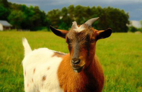 Smocze Ranczo 3 - Foto 72