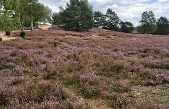 de lüt Ferienhof Jameln - Foto 42