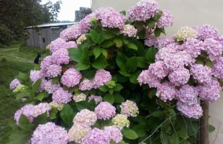 Petite maison du manoir de Keryvoas - Foto 17