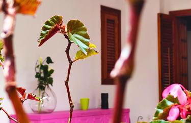 A Casa da Mammi - Foto 1