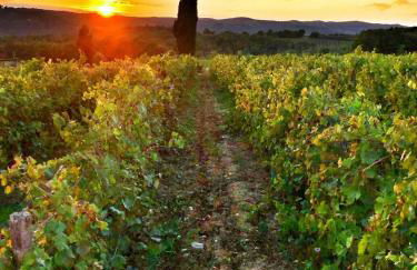 BORGO A MONTI di Sotto - Photo 77