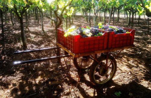 Agriturismo Poggio Ferrata - Foto 26