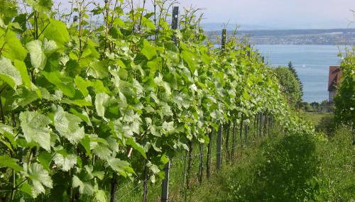 Haus Meersburg Garten - Foto 3