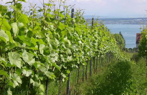 Haus Meersburg Garten - Foto 3